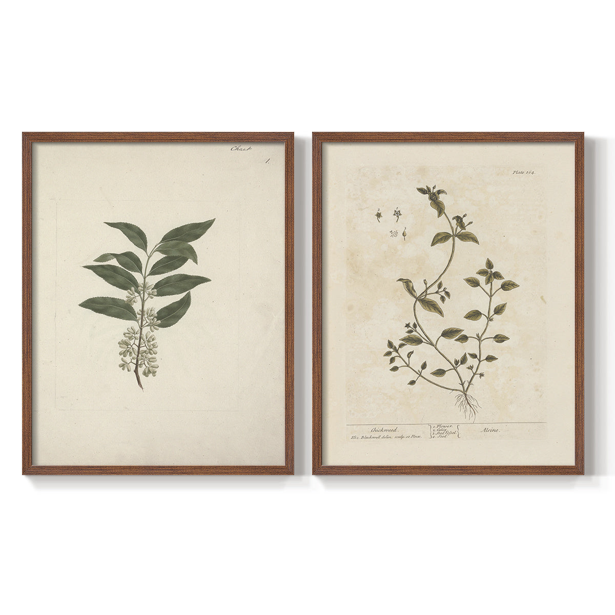 Vintage Botanical Canvas Wall Art Set of 2, Green Leaf Studies on Antique Cream Backgrounds — artwork and room preview
